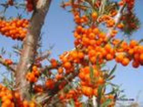 Seabuckthorn Oil